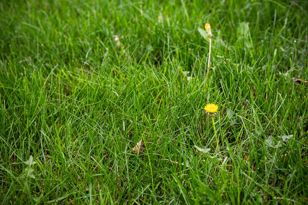 dandelion lawn weed