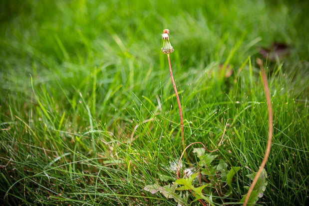 weeds growing in tall lawn