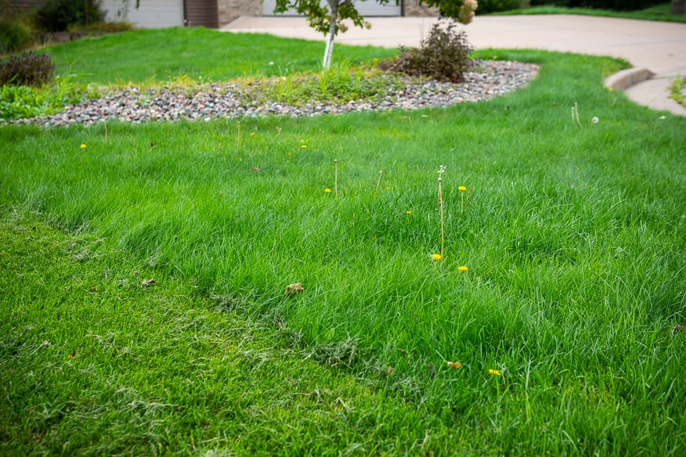 close up photo of lawn weeds