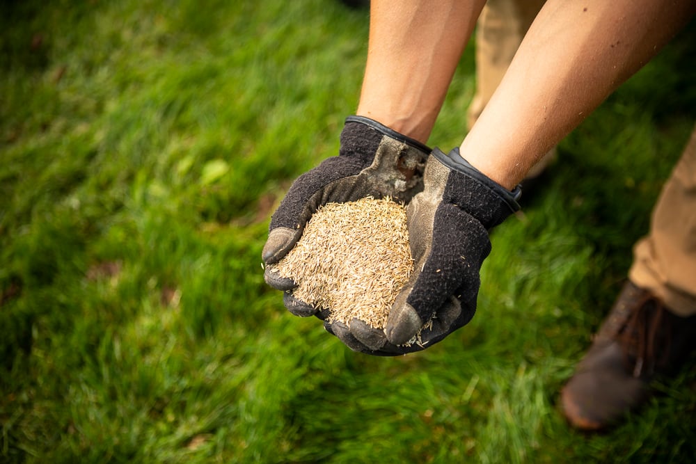 lawn team holds grass seed in hands