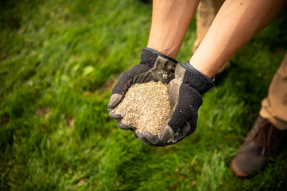 lawn care team holds grass seed in hands