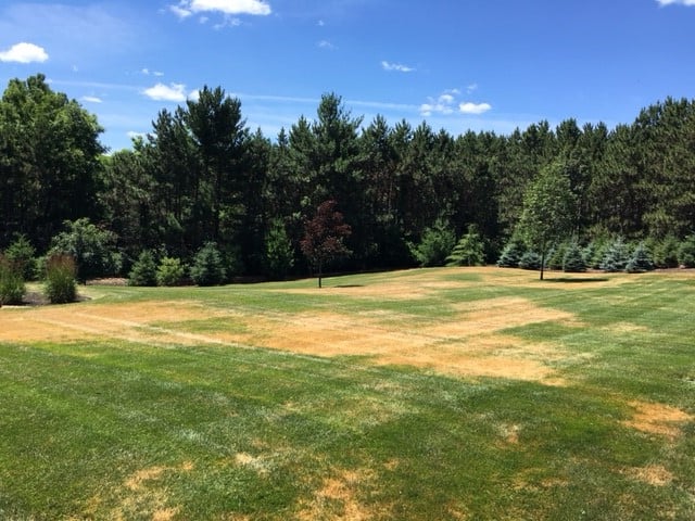 leaf blight disease on grass