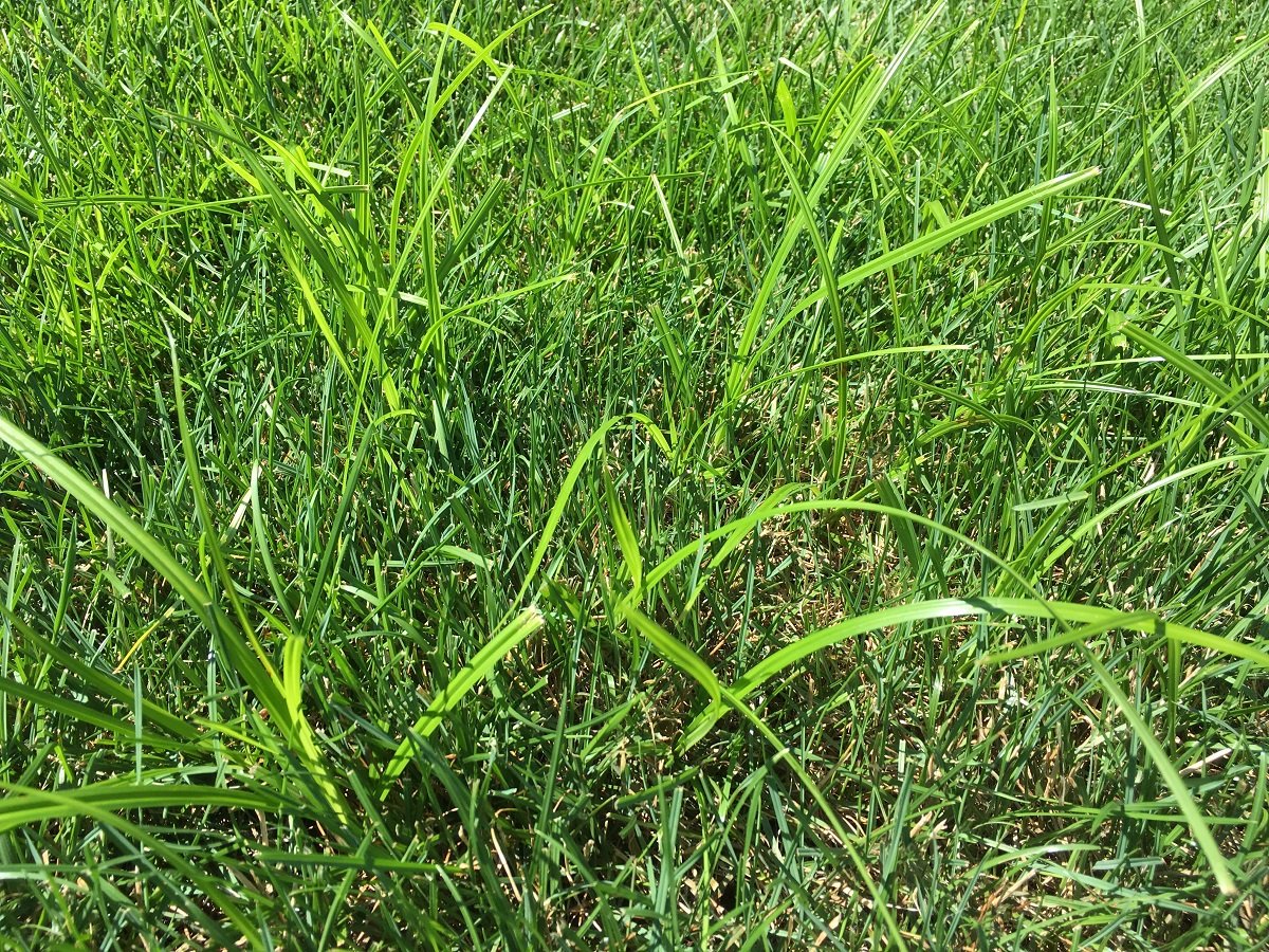 nutsedge in grass