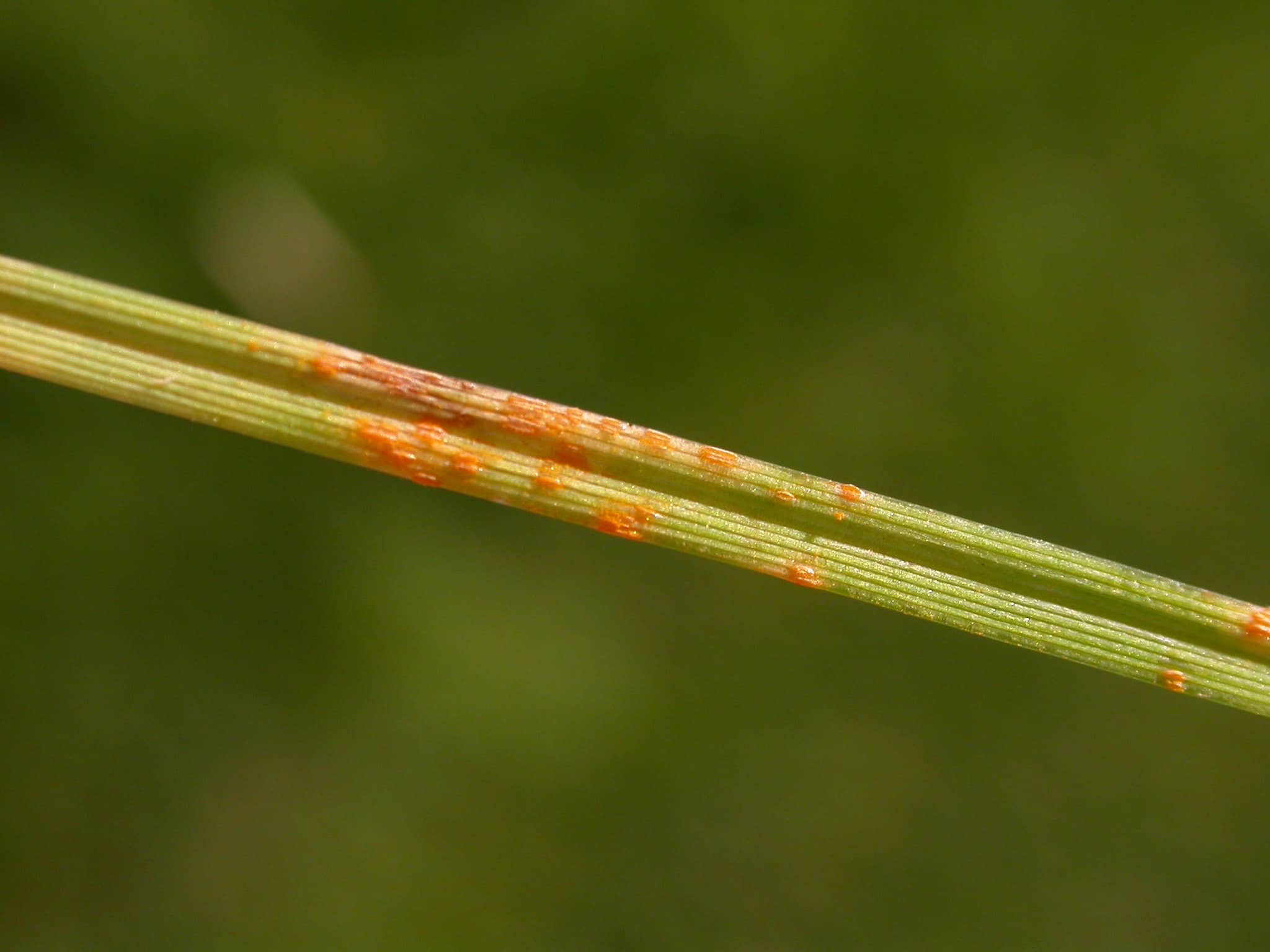 Lawn Rust puccinia fungus disease CC
