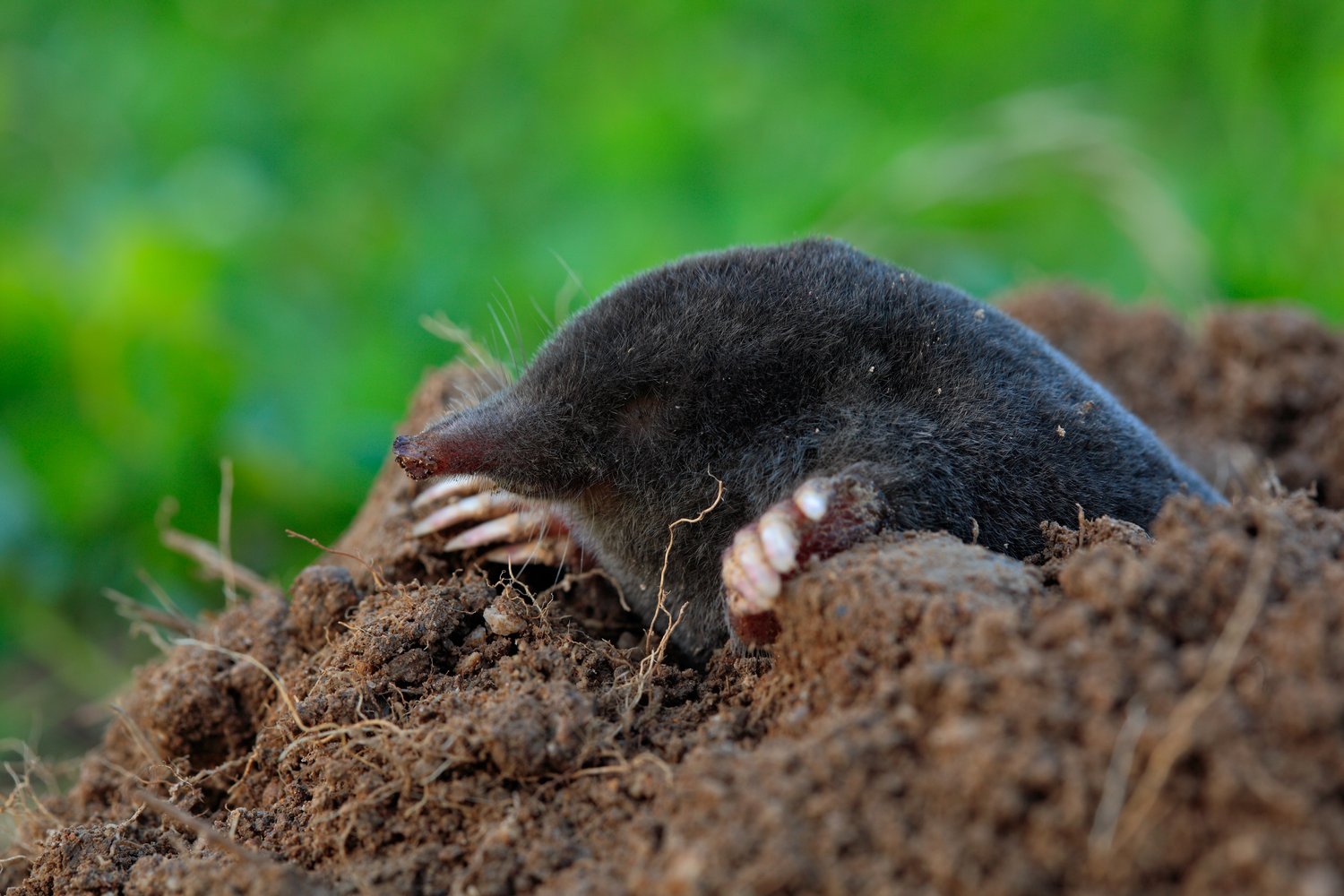 Mole In a lawn in Wisconsin