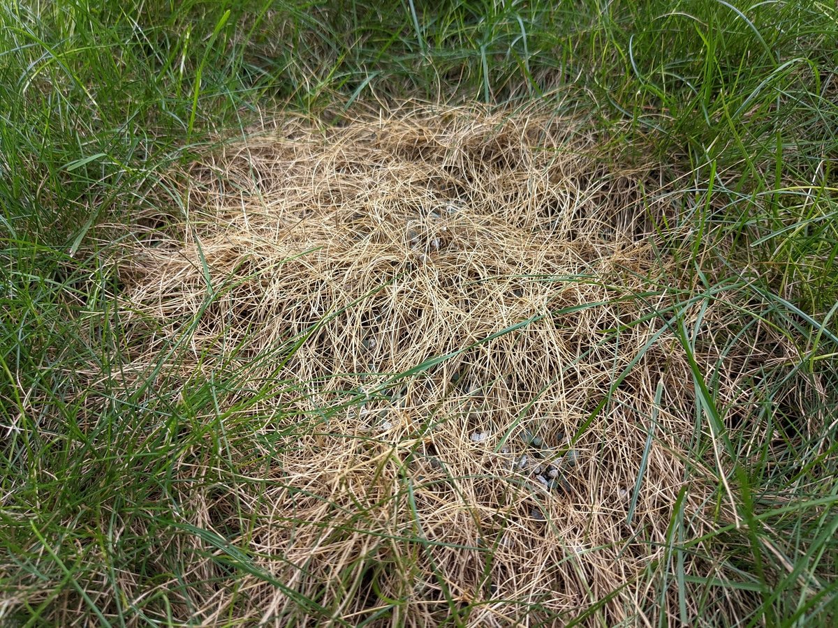 brown spot in lawn from dog urine