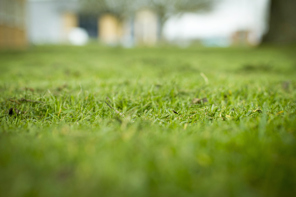 close up of grass