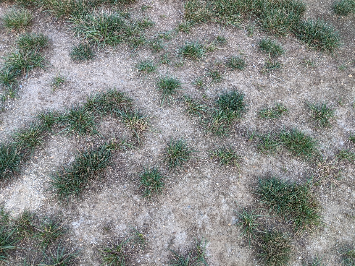 bare spots in lawn