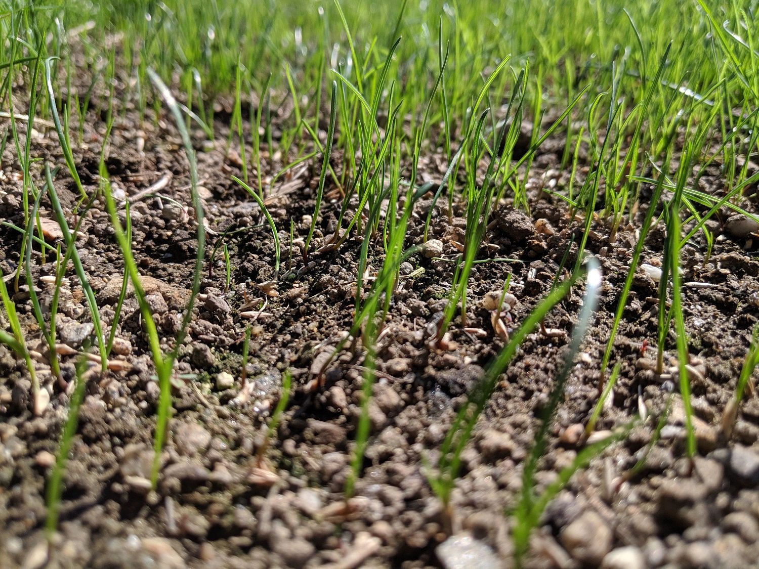 grass germination-4-1