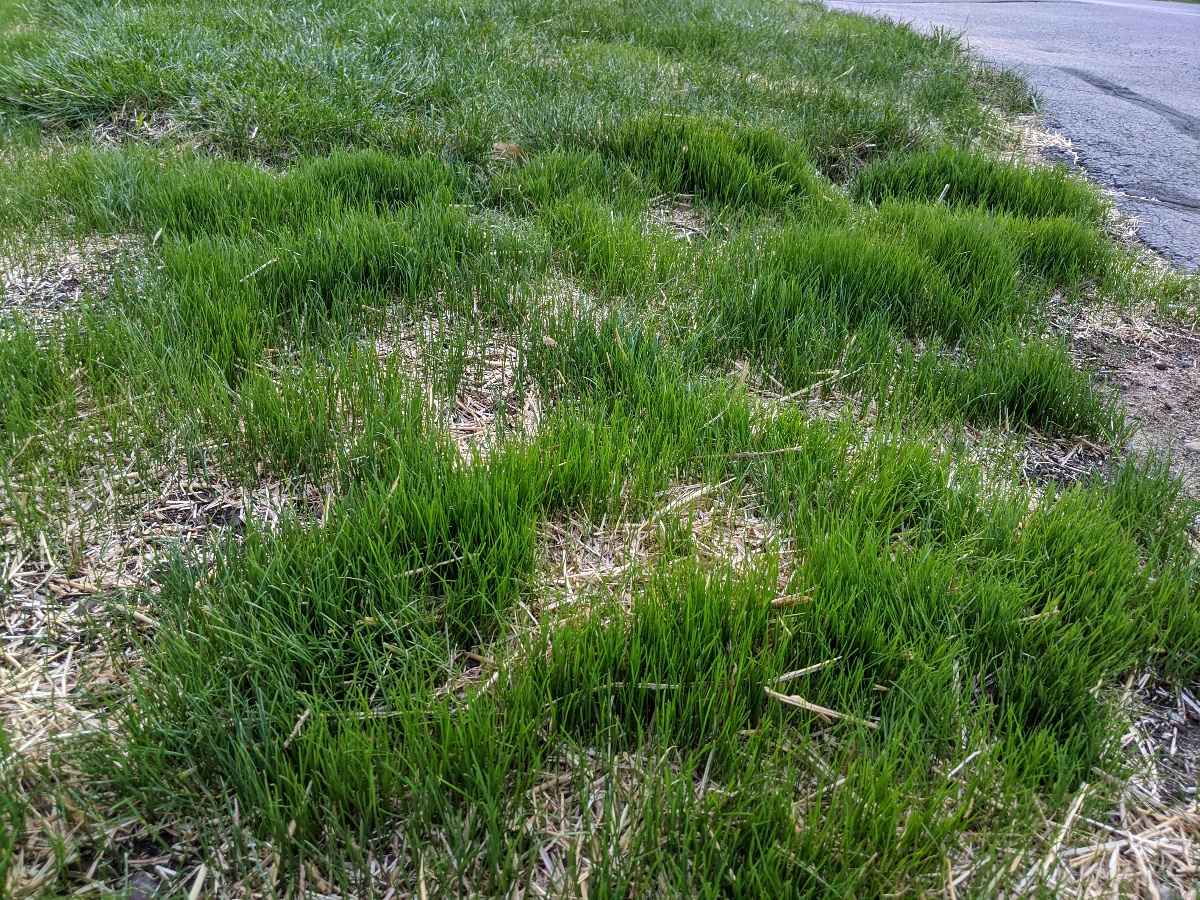 new grass growing with bare spots with seed and straw