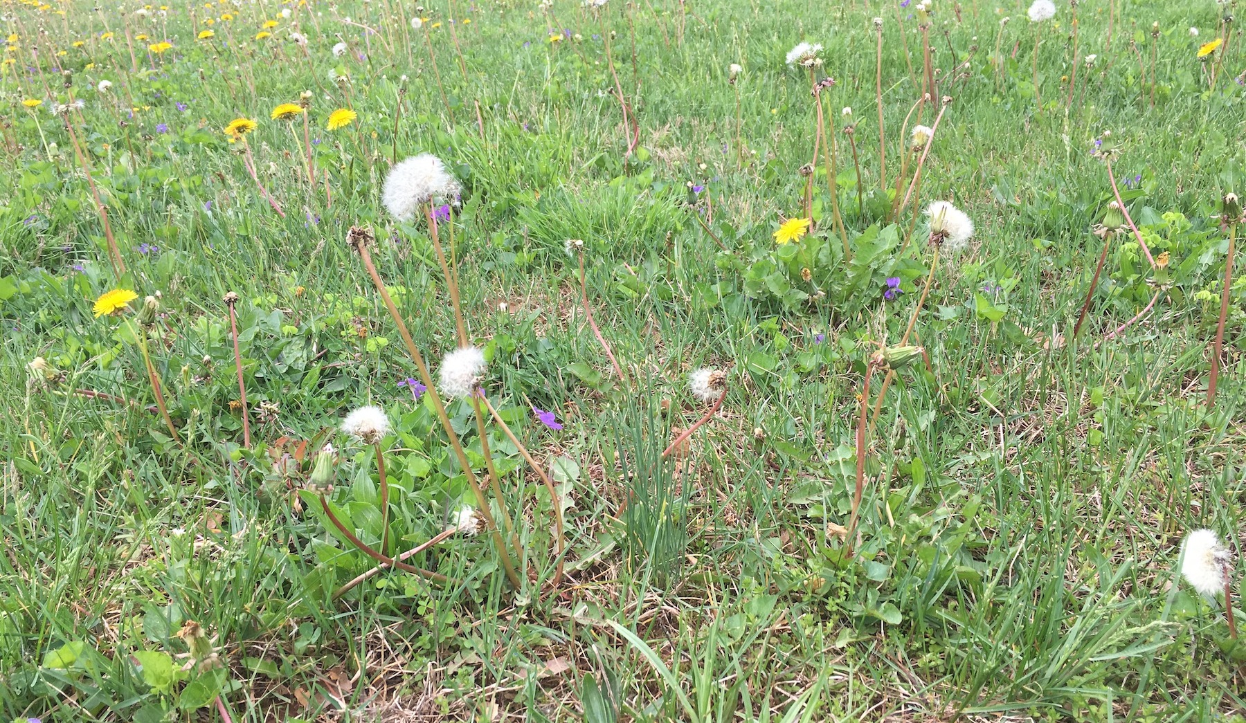 lawn full of weeds