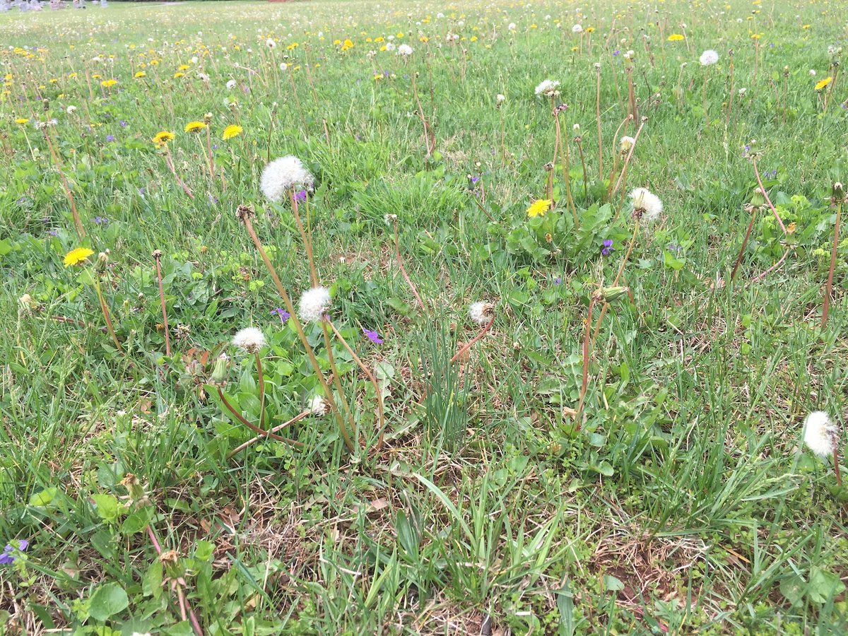 dandelions and clover weeds growing in grass