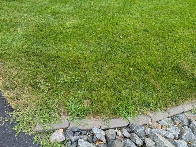 weeds in turf crabgrass weed control 4