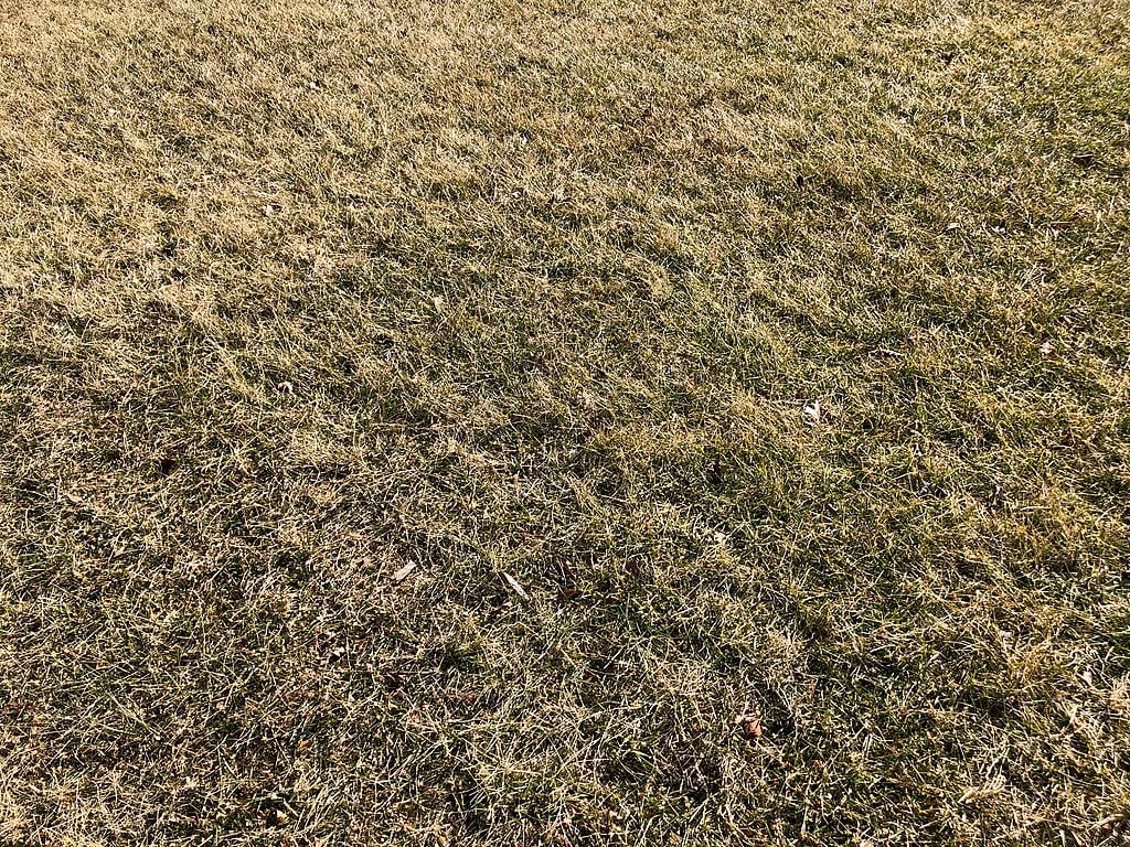 brown dormant grass in winter