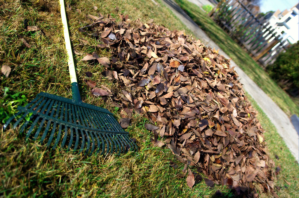 rake with leaves on a lawn