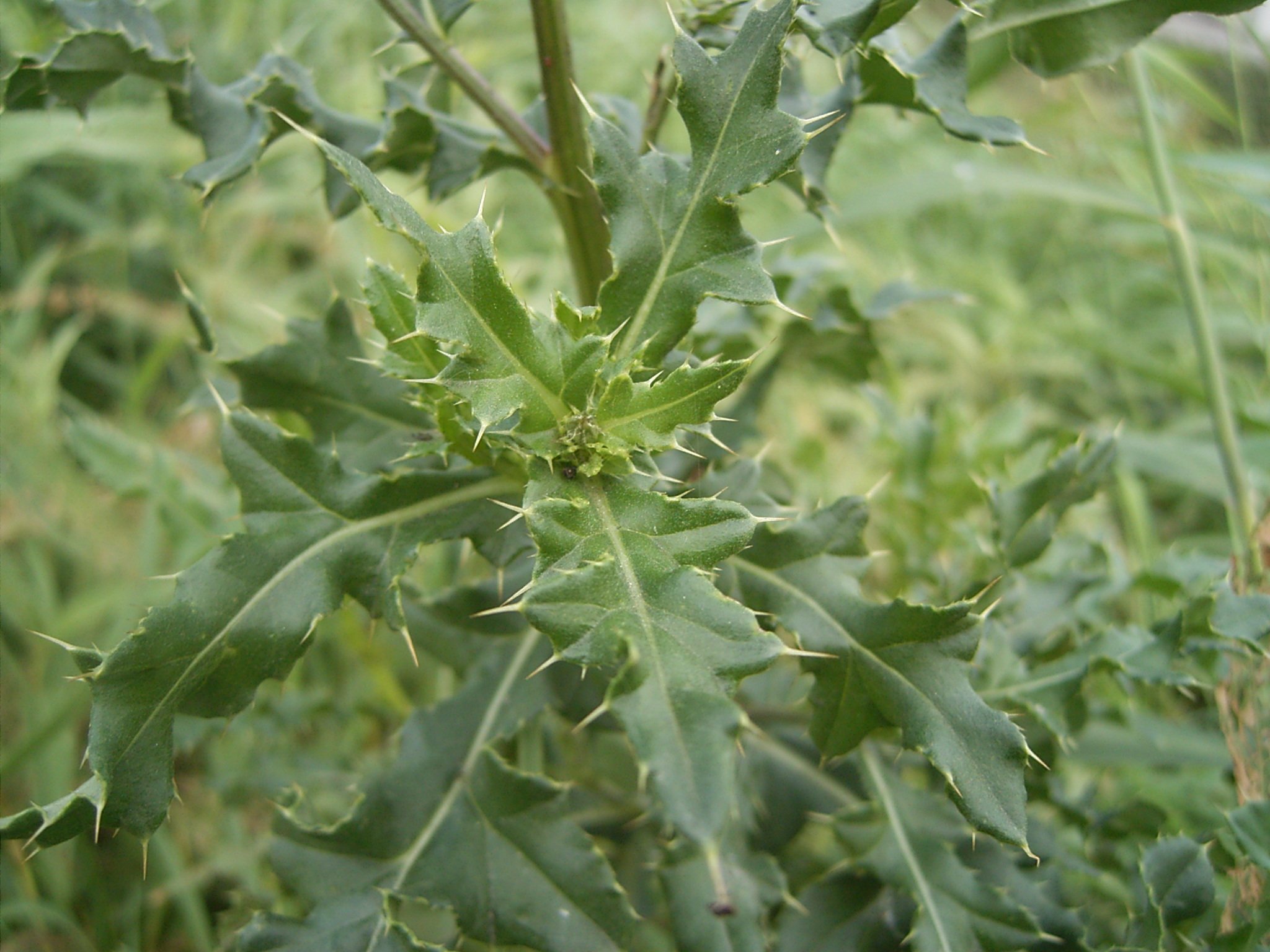 canadian thistle weeds in a lawn