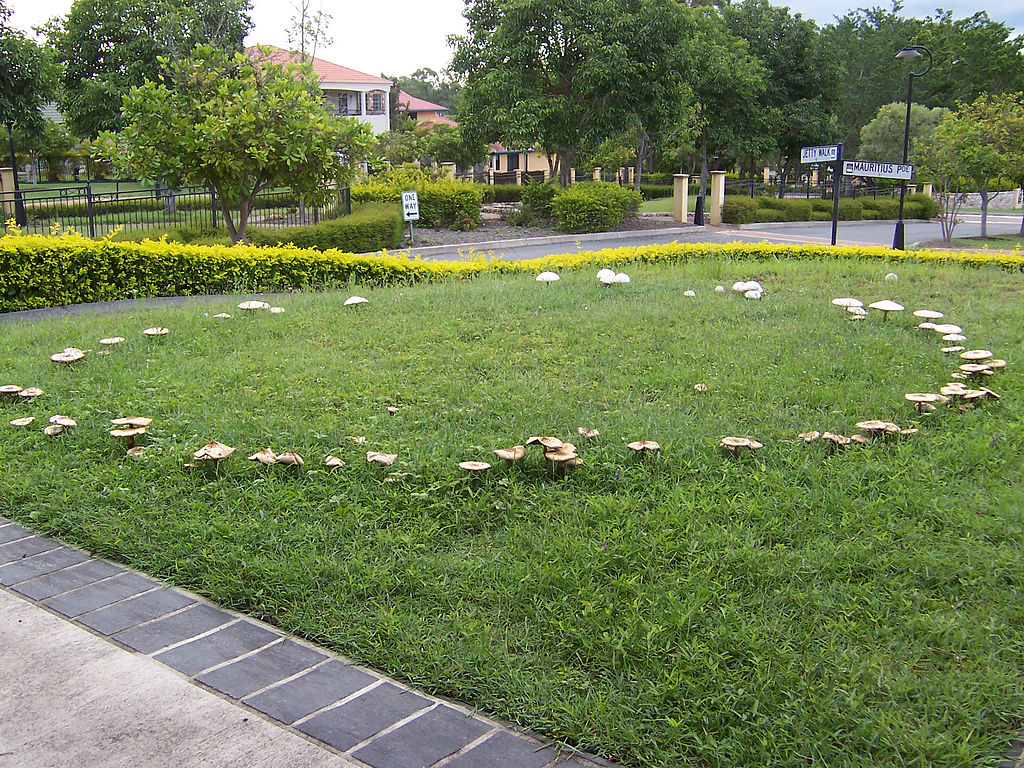 fairy ring on lawn