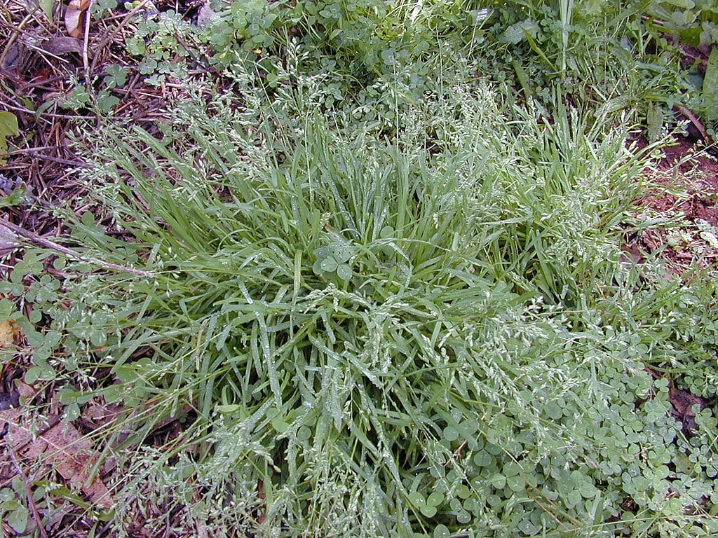 Poa Annua winter lawn weed