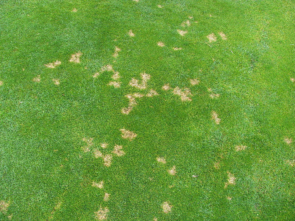 dollar spot lawn disease causing brown spots in a lawn