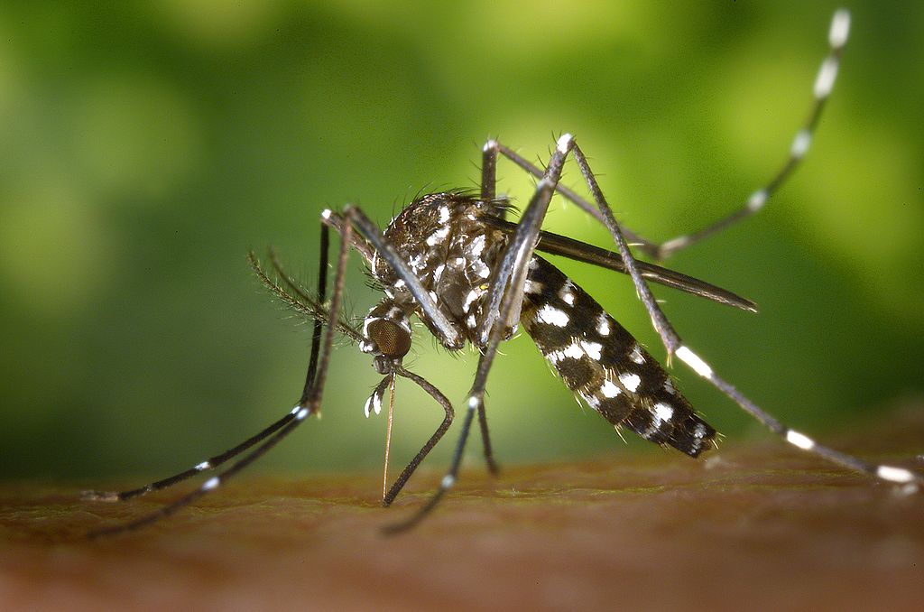 Mosquito up-close