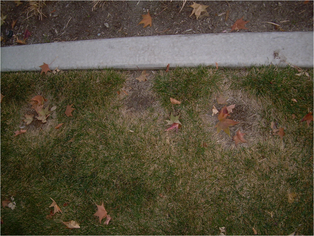 Necrotic Ring Spot in lawn