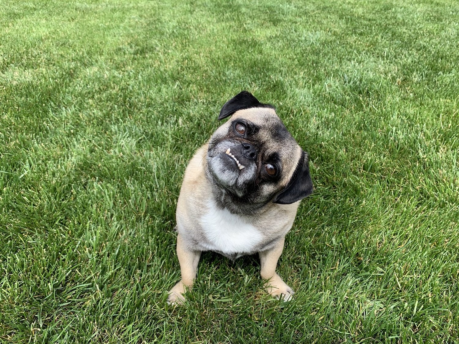 dog sitting in lawn