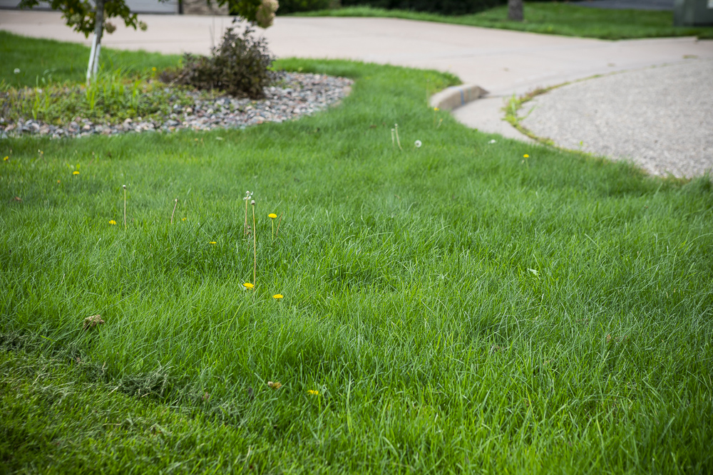 weeds in overgrown lawn