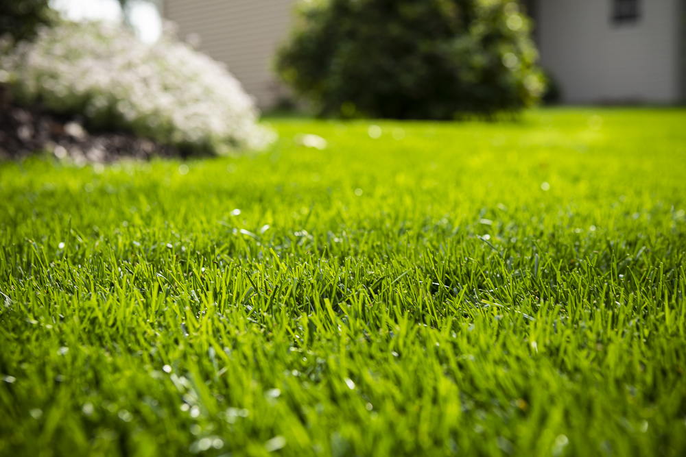 Healthy grass after mowing and treatments