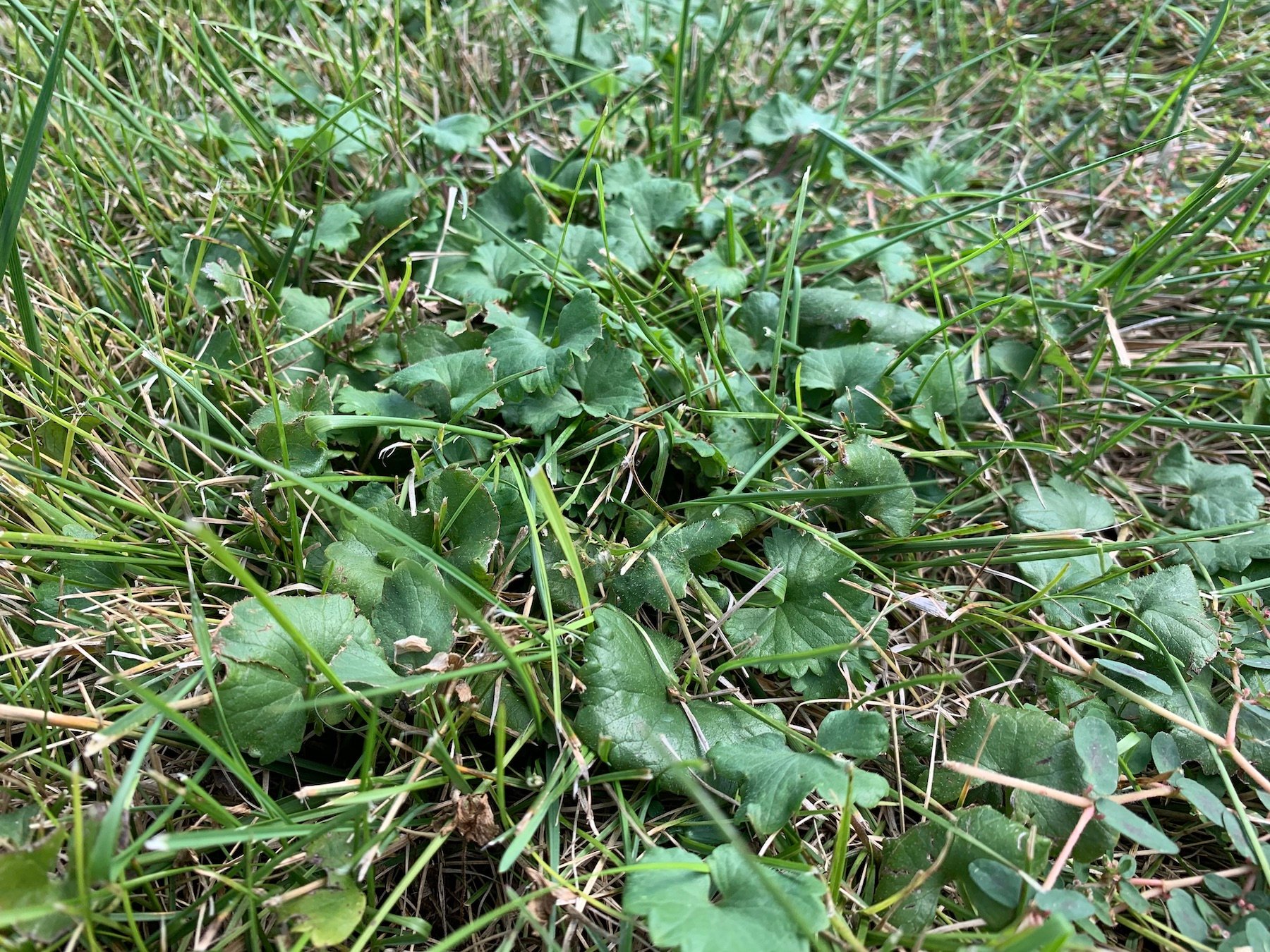 creeping charlie in lawn