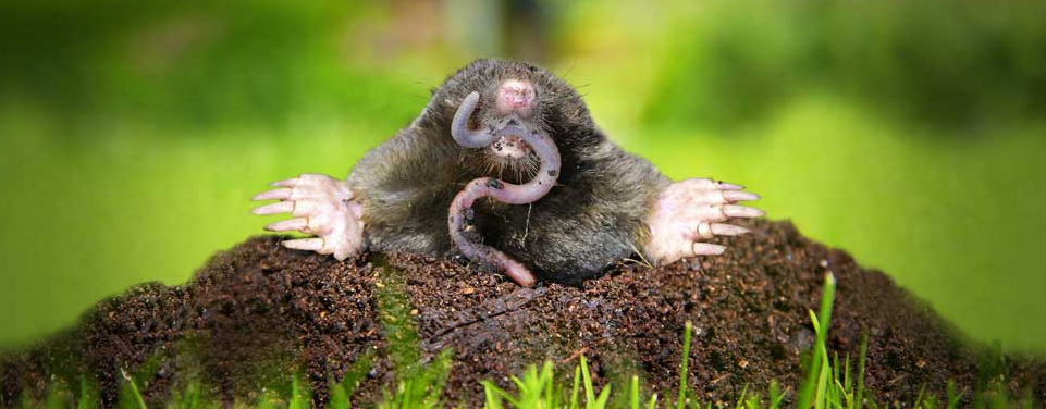 Mole damaging lawn in Minnesota