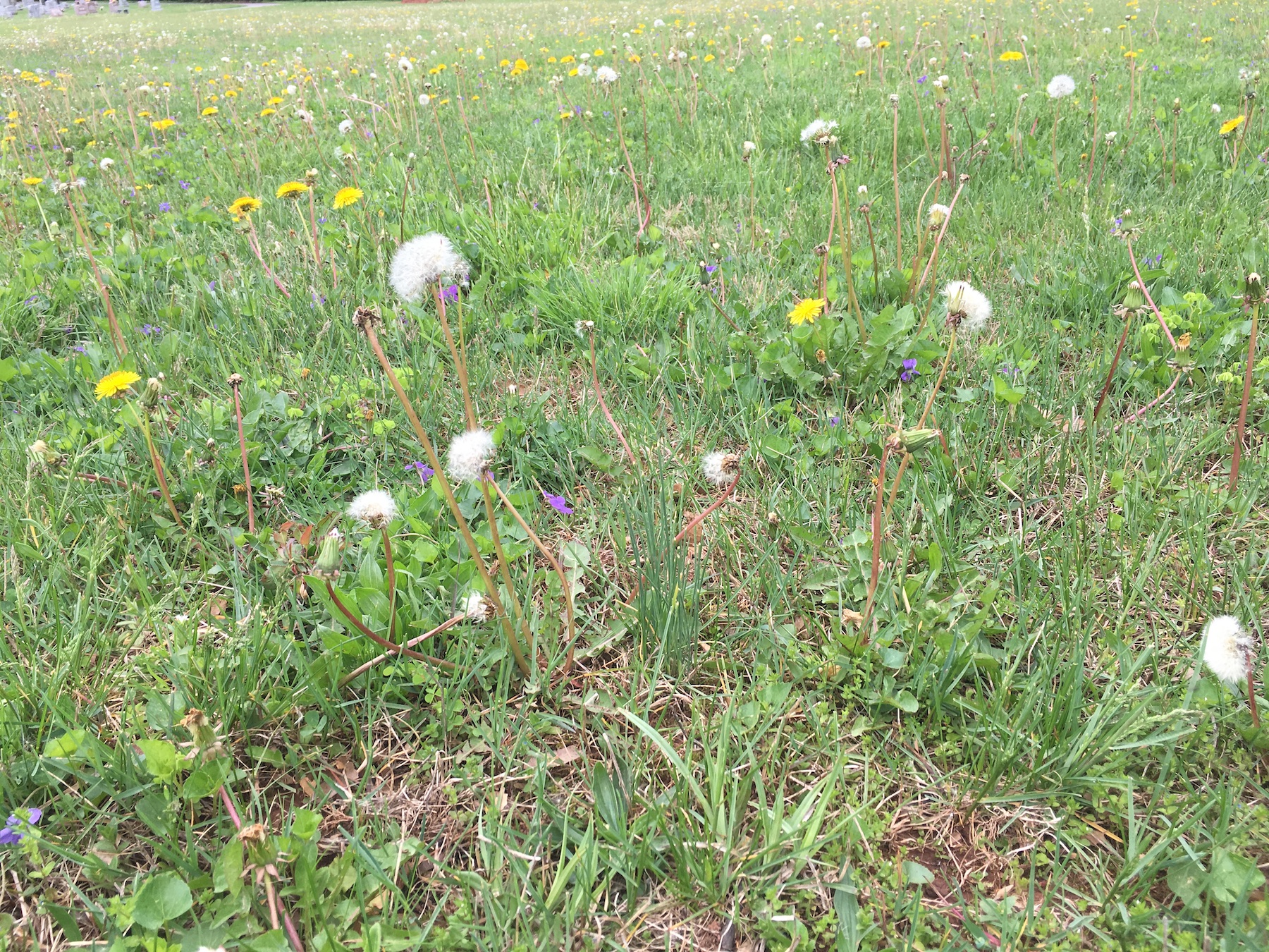 grass with dandelions and weeds